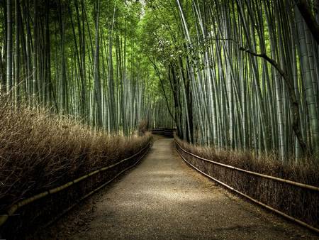 Floresta-de-Bambu-japonês-2.jpg